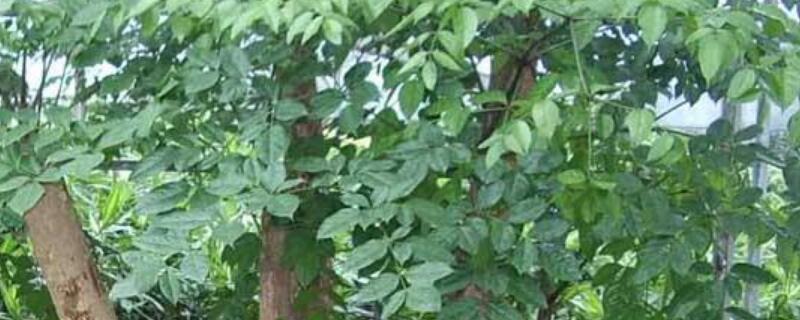 幸福樹(shù)只剩樹(shù)干能活嗎