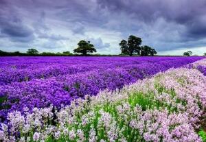 薰衣草怎么澆水，薰衣草多久澆一次水/三天澆一次