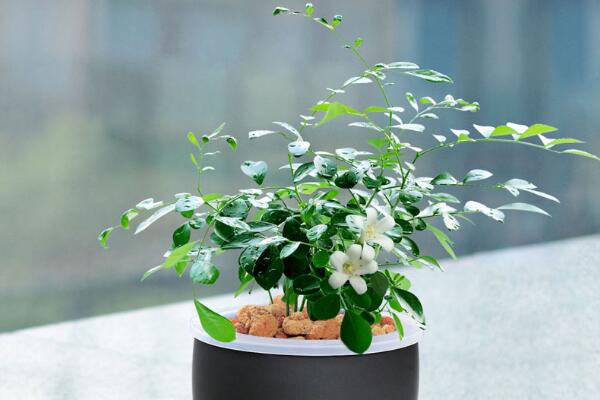 九里香可以放室內嗎，不宜長時間擺放在室內