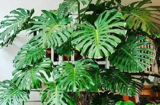 龜背竹好養(yǎng)嗎，老農(nóng)總結(jié)最好養(yǎng)的六點(diǎn)基本方法