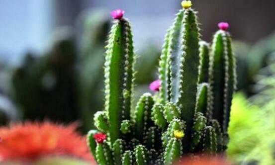 仙人掌真的能吸收輻射嗎，仙人掌吸收輻射只是一種謠傳