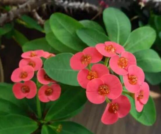 虎刺梅致癌嗎，長(zhǎng)期接觸導(dǎo)致人們身體細(xì)胞癌變