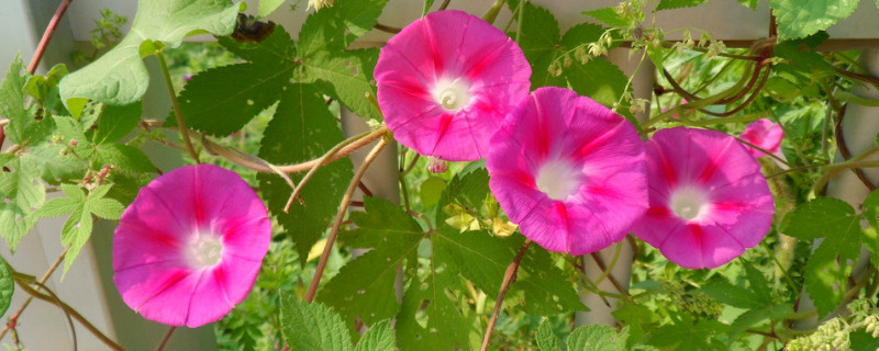 牽牛花的根系發(fā)達(dá)嗎