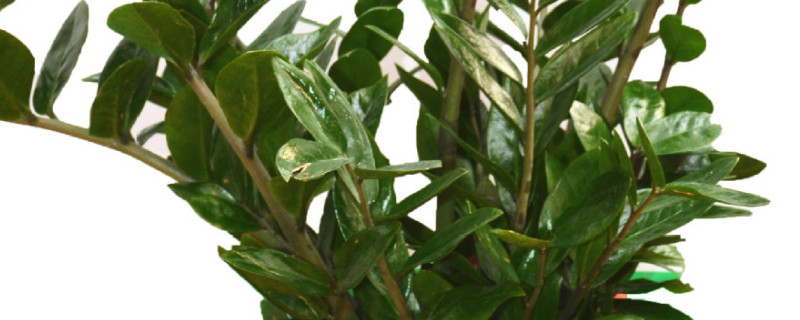 金錢樹(shù)秋天可以仟播嗎