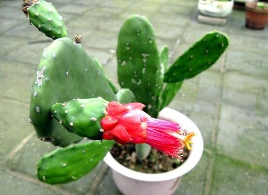 仙人掌變黃的原因是什么，四種原因以及解決方法