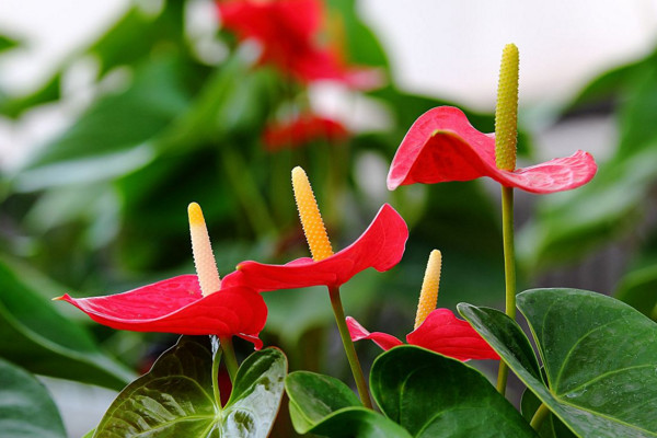 紅掌葉子發(fā)黃怎么補救，改善土質(zhì)補充光照