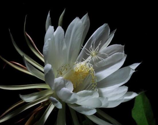 曇花什么時(shí)候葉插，以春季為主/擇兩年生健康老葉