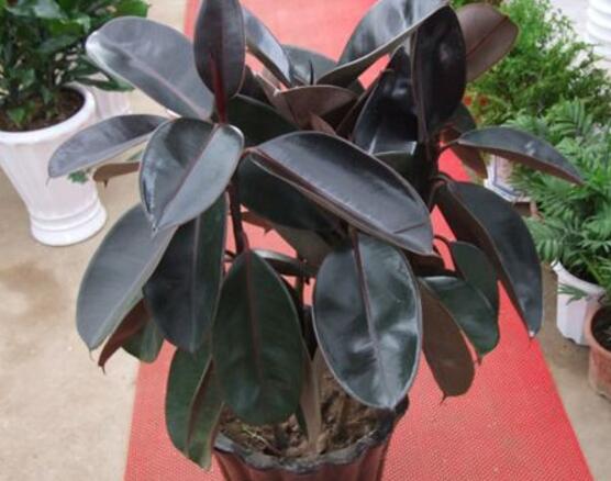 橡皮樹怎么修剪，橡皮樹修剪方法