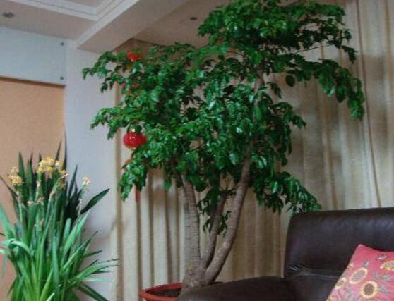 幸福樹葉子干枯怎么回事，四種原因以及解決辦法