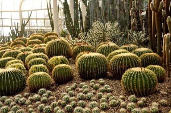 仙人掌適合在室內(nèi)種植嗎，吸收二氧化碳、釋放氧氣/天然氧吧