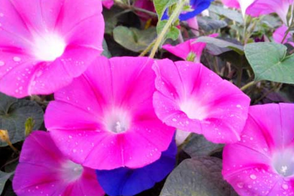 牽?；ㄊ遣皇窃诖禾扉_(kāi)放的