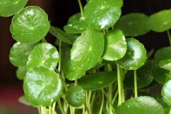 土培銅錢草的養(yǎng)殖方法和注意事項(xiàng)