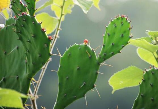 好看的仙人掌圖片欣賞，純天然氧吧，釋放氧氣