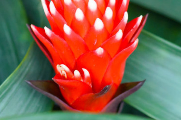 鴻運(yùn)當(dāng)頭的葉杯里可以有水嗎