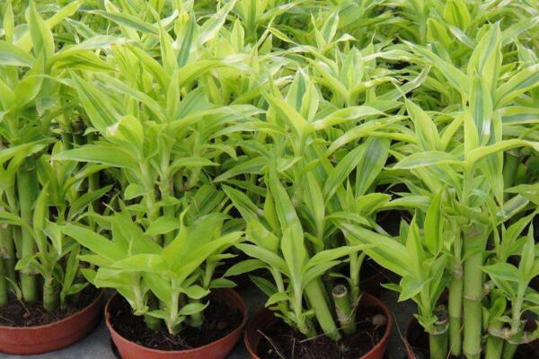 富貴竹能放臥室嗎，可以放在臥室