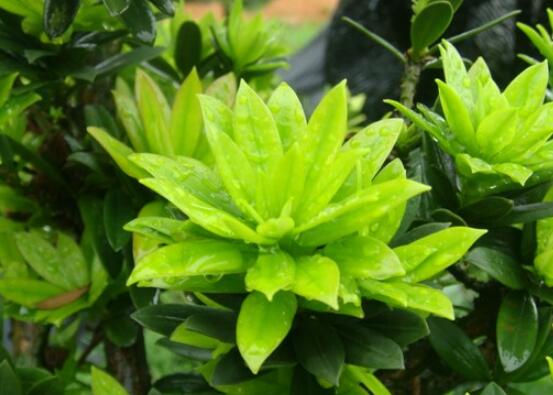 什么品種羅漢松最貴，珍珠羅漢松當(dāng)之無愧(售價高達上百萬)