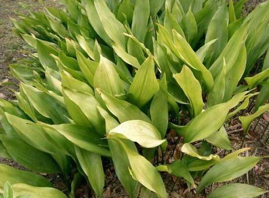 大葉萬年青有毒嗎，誤食會(huì)導(dǎo)致聲帶嘶啞、失明