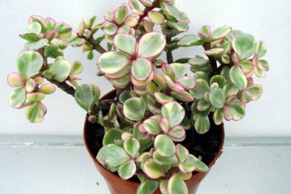 雅樂(lè)之舞放在哪里養(yǎng)好，放在這些位置才能滿(mǎn)足植株的生長(zhǎng)