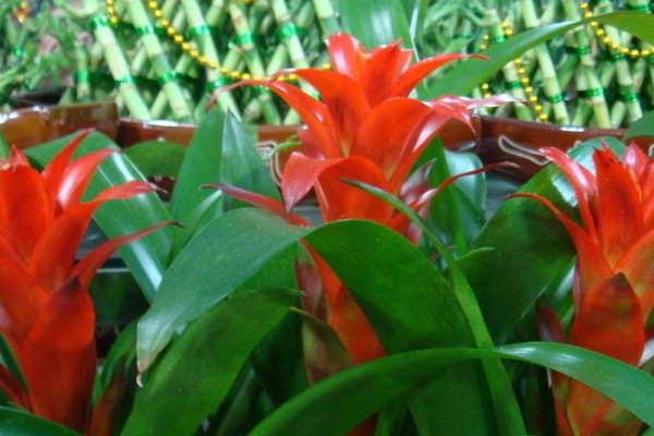 鴻運當頭花為什么變白了