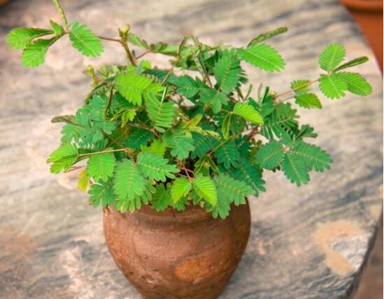 含羞草有什么功能，趣味性十足、預(yù)測(cè)天氣、凈化空氣