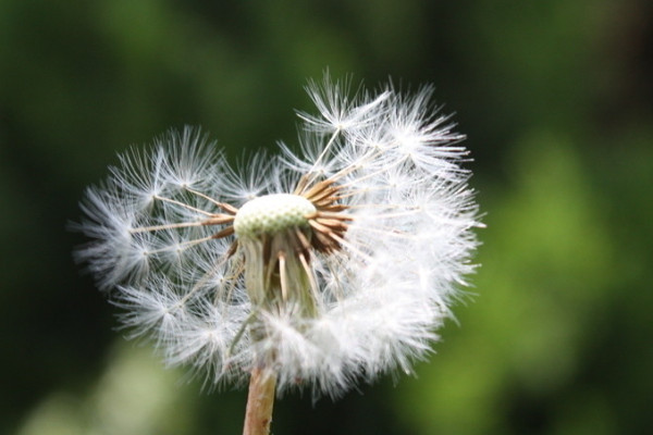 蒲公英的外形和特點