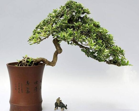 六月雪樹葉發(fā)黑怎么辦，找清原因及時(shí)救治（三種原因及解決方法）