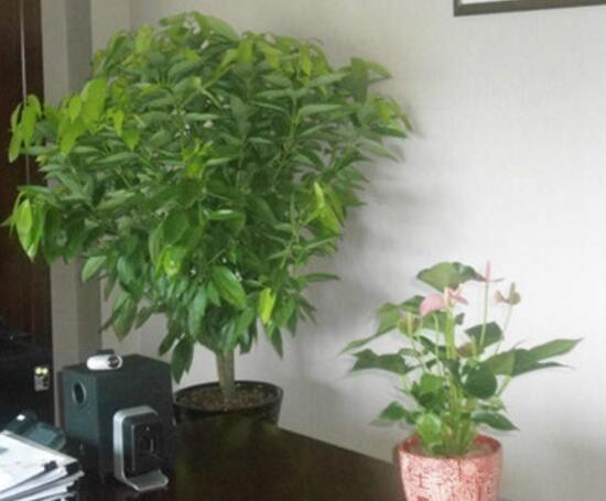 平安樹怎么繁殖，平安樹扦插方法圖解