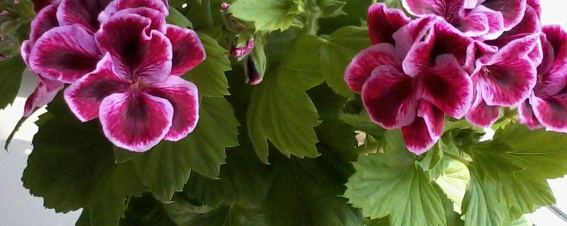 天竺葵春化要怎么進(jìn)行