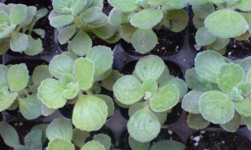 碰碰香花有毒嗎，不光沒毒并且還有很大的作用