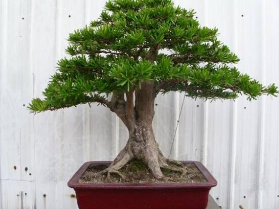 盆栽羅漢松怎么養(yǎng)，盆栽羅漢松養(yǎng)殖方法