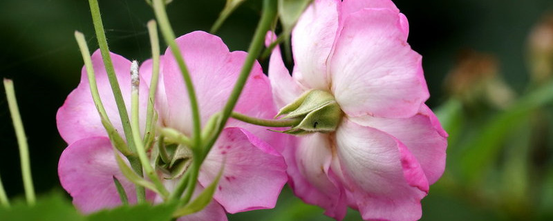 薔薇花能在室內(nèi)陽(yáng)臺(tái)養(yǎng)嗎