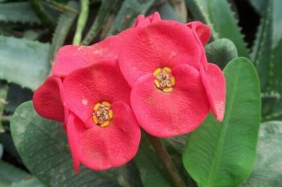 虎刺梅不開花什么原因，老農(nóng)總結(jié)最實(shí)用三種解決方法