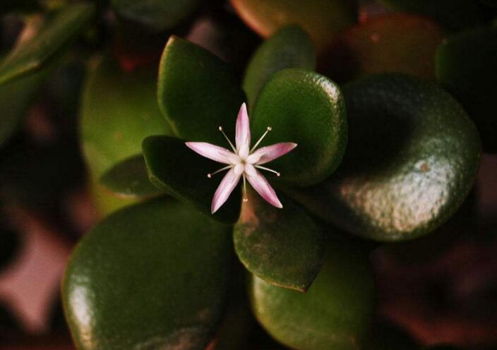 玉樹花和燕子掌的區(qū)別，葉片上的3處不同