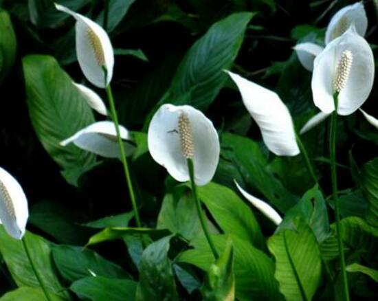 一帆風(fēng)順花怎么養(yǎng)，一帆風(fēng)順的養(yǎng)殖方法