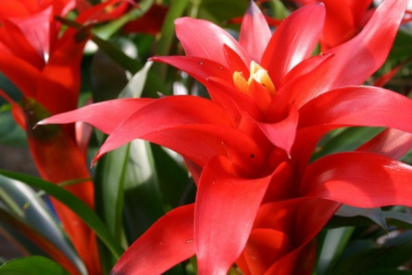 鴻運當頭的葉都枯了能活嗎