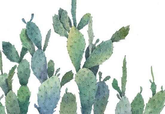 仙人掌適合在室內(nèi)養(yǎng)嗎，吸收輻射、釋放氧氣