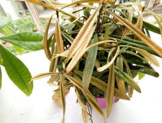 羅漢松葉子發(fā)黃怎么辦，羅漢松葉子發(fā)黃解決辦法