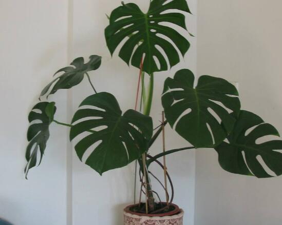 龜背竹晚上放臥室嗎，可以/凈化空氣、添福加壽、有利健康