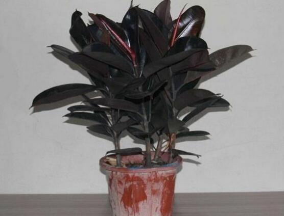 橡皮樹怎么修剪，橡皮樹修剪方法