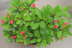 虎刺梅開(kāi)花為何不紅了，可能是光照不足導(dǎo)致