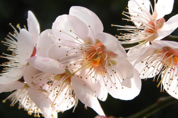 梅花和臘梅的區(qū)別