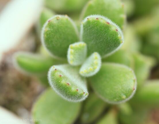 熊童子葉子發(fā)軟怎么辦，總結(jié)最實用三種解決方法