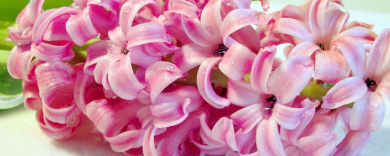 風(fēng)信子什么時候開花