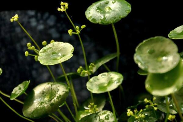 銅錢草葉子邊緣干枯