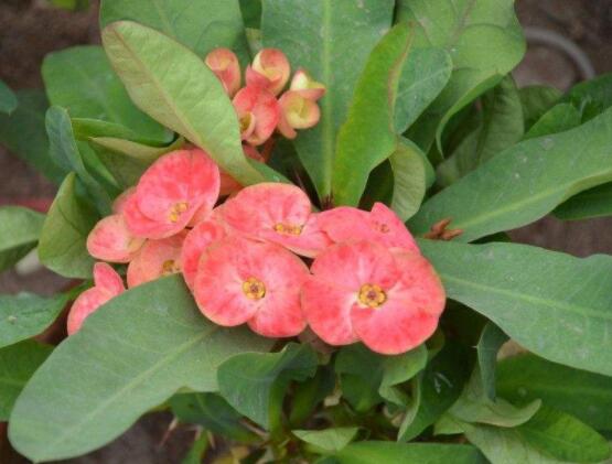 虎刺梅的養(yǎng)殖方法，老農(nóng)總結(jié)六大最實用基本養(yǎng)殖技巧