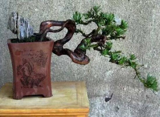 羅漢松施肥技巧，只需要五個步驟養(yǎng)的郁郁蔥蔥