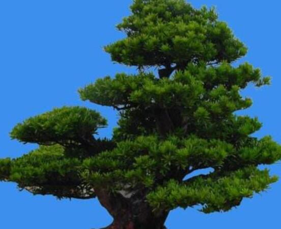 羅漢松風(fēng)水學(xué)和寓意，趨吉避兇，辟邪化煞