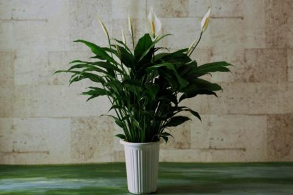 一帆風(fēng)順怎樣扦插，它是不能進(jìn)行扦插的