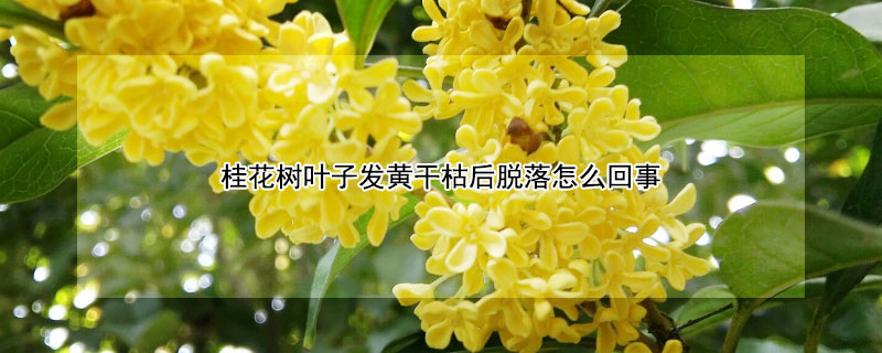桂花樹(shù)葉子發(fā)黃干枯后脫落怎么回事