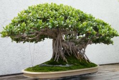 榕樹的養(yǎng)殖方法和注意事項(xiàng)，掌握這四點(diǎn)技巧讓你的榕樹挺拔蒼勁